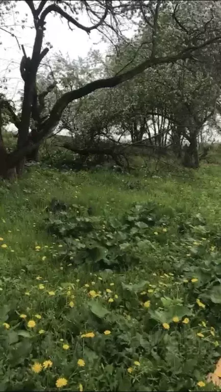 Участок в Московская область, Кашира городской округ, д. Яковское ул. ... - Фото 1