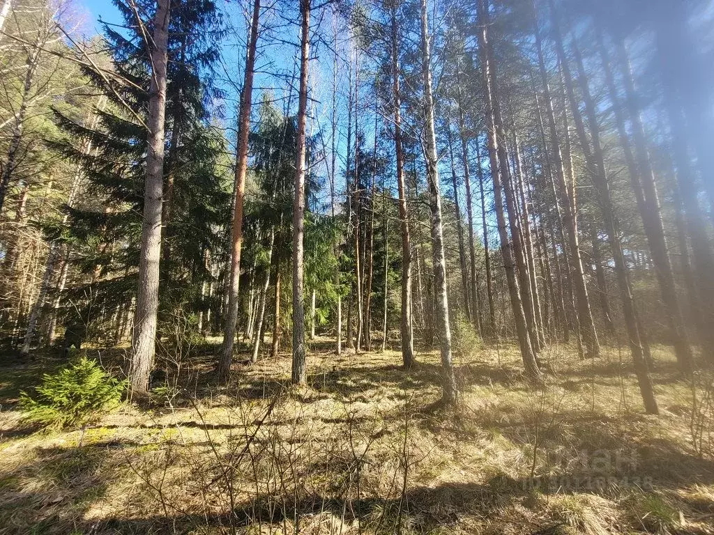 Участок в Ленинградская область, Ломоносовский район, Лебяженское ... - Фото 0