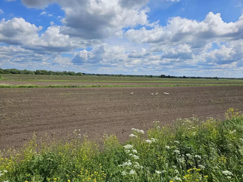 Участок в Московская область, Луховицы муниципальный округ, д. ... - Фото 1