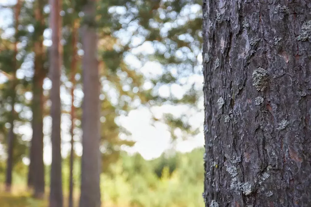 Участок в Ленинградская область, Выборгский район, Первомайское с/пос, ... - Фото 1
