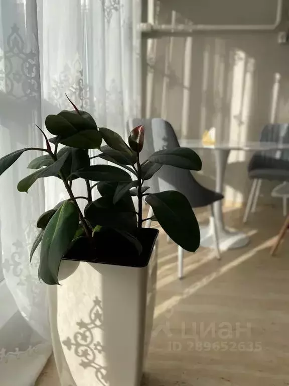 1-к кв. Краснодарский край, Новороссийск городской округ, с. Мысхако ... - Фото 2