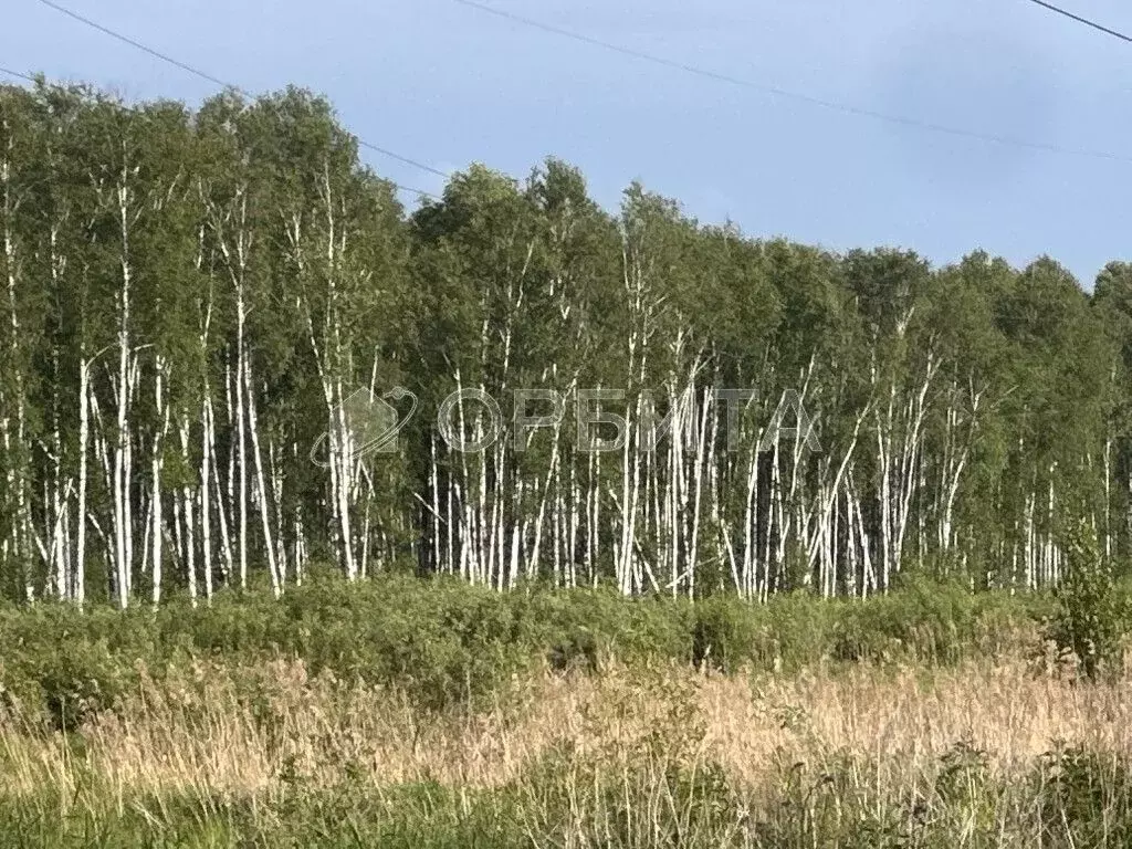 Участок в Тюменская область, с. Нижняя Тавда  (12880.0 сот.) - Фото 1