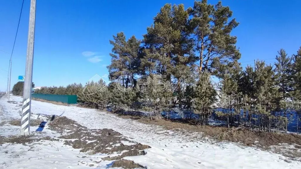 Участок в Тюменская область, Тюменский район, с. Борки  (51.5 сот.) - Фото 1