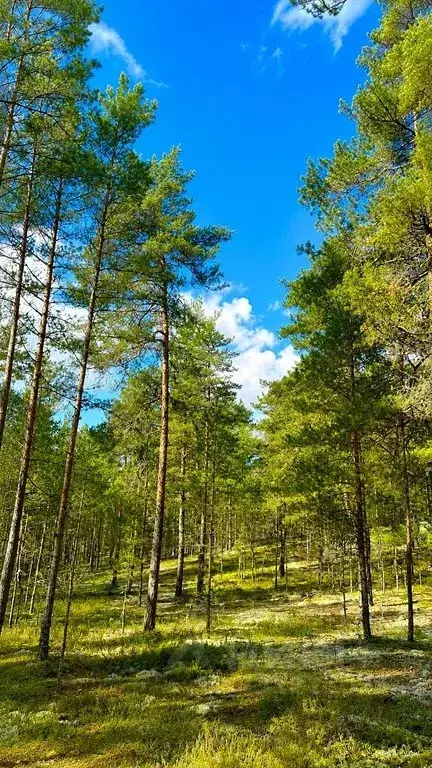 Дом в Псковская область, Гдовский муниципальный округ, д. Подлипье 76 ... - Фото 2