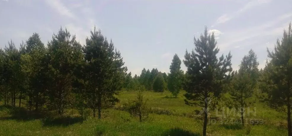 Участок в Алтайский край, Первомайский район, с. Баюновские ключи ... - Фото 1