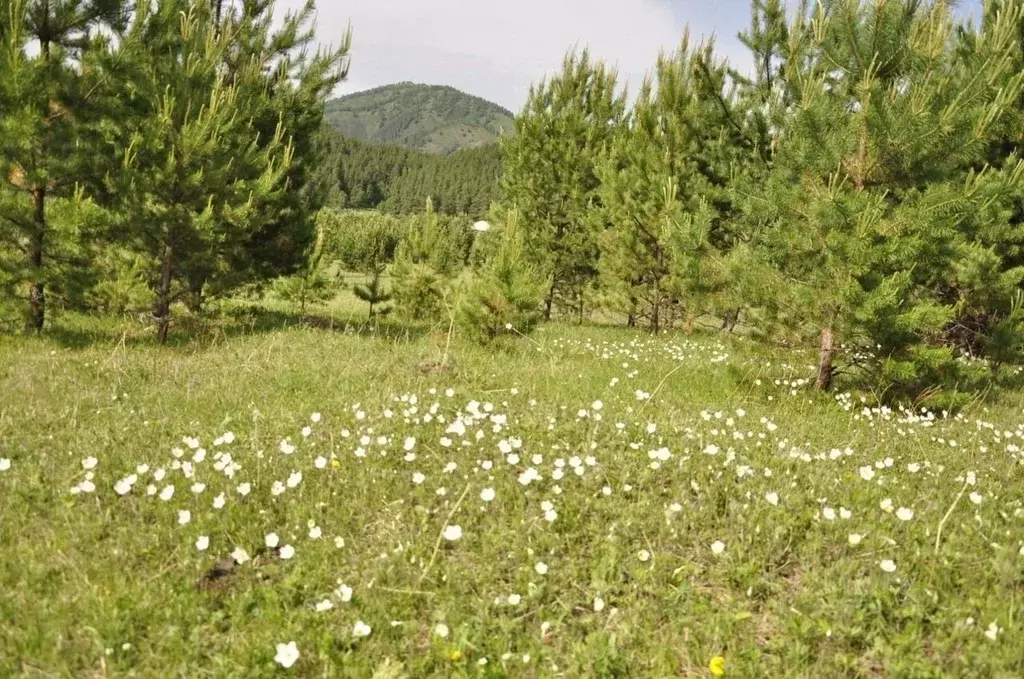 Участок в Алтай, Чемальский район, Элекмонарское с/пос, с. Элекмонар  ... - Фото 0