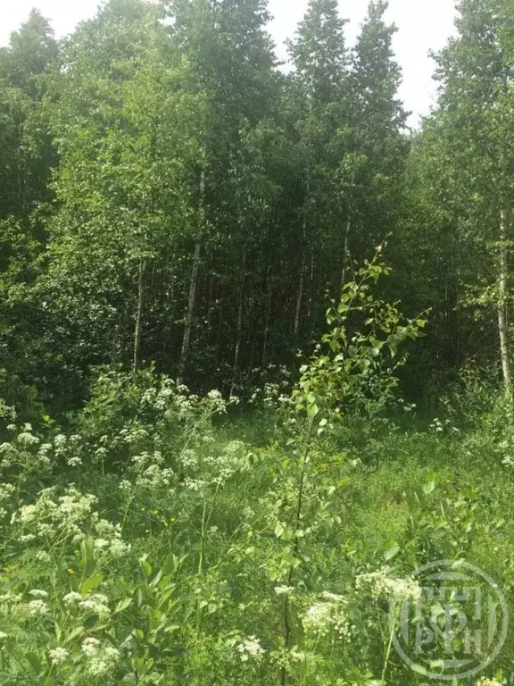 Участок в Ленинградская область, Всеволожский район, Рахьинское ... - Фото 1
