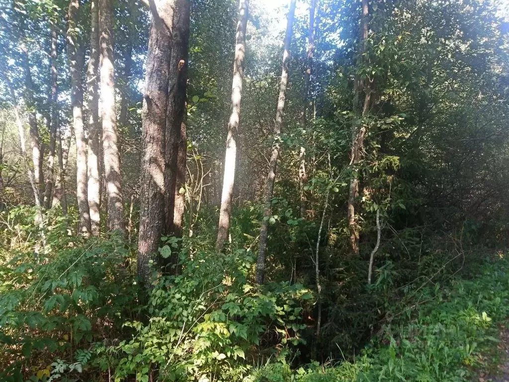 Участок в Московская область, Рузский муниципальный округ, Руза-3 СНТ  ... - Фото 1
