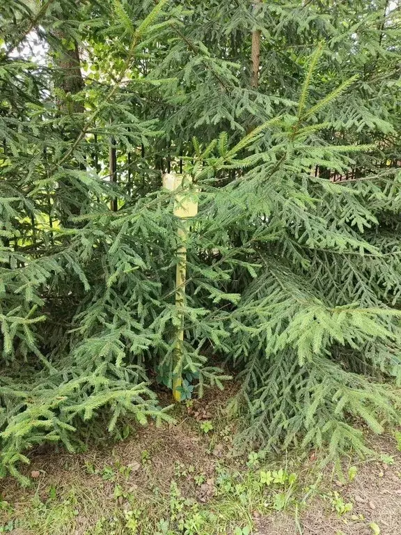 Участок в Московская область, Чехов муниципальный округ, д. Люторецкое ... - Фото 2