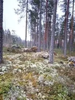 Участок в Ленинградская область, Выборгский район, Каменногорское ... - Фото 2