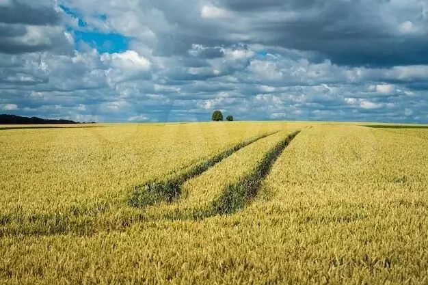 Участок 1,81 га (СНТ, ДНП) - Фото 0