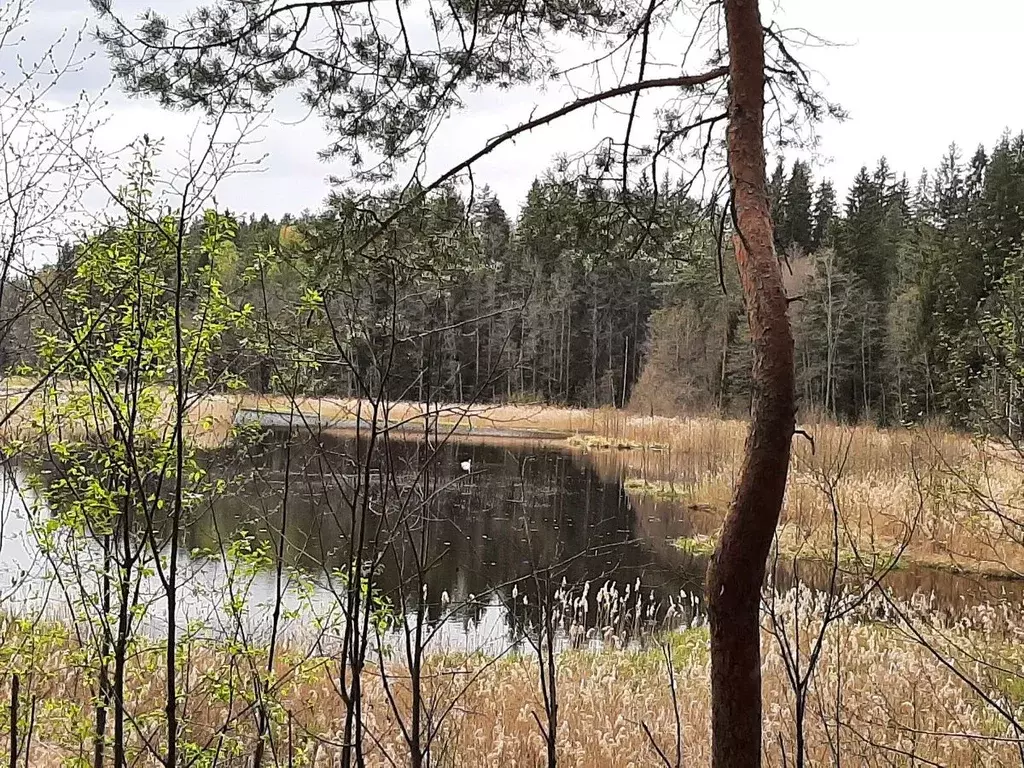 Участок в Ленинградская область, Луга  (129.0 сот.) - Фото 1