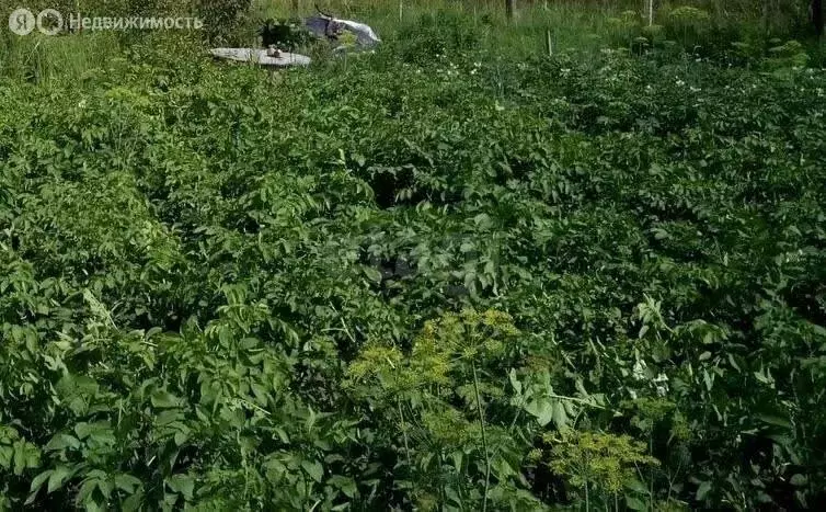 Участок в Калининградская область, Гурьевский муниципальный округ, СТ ... - Фото 1