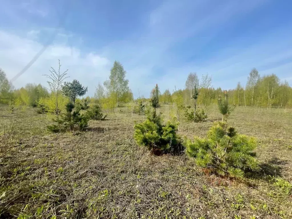 Участок в Ярославская область, Некрасовское рп  (800.0 сот.) - Фото 1