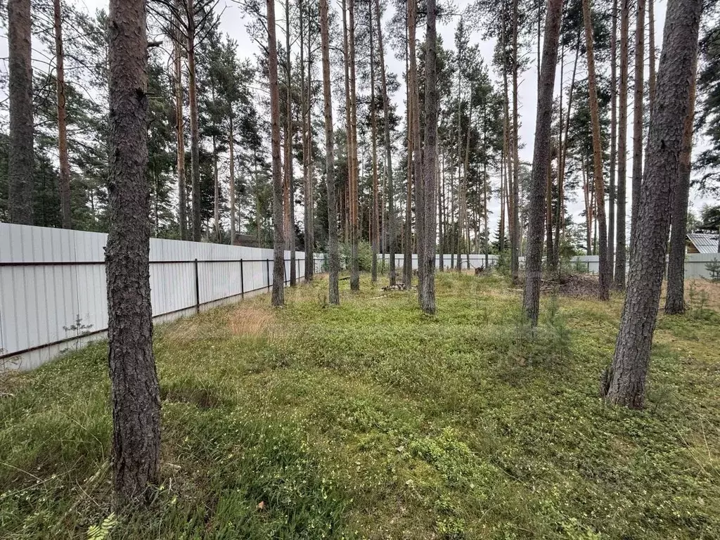 Участок в Ленинградская область, Приозерский район, Ларионовское ... - Фото 2