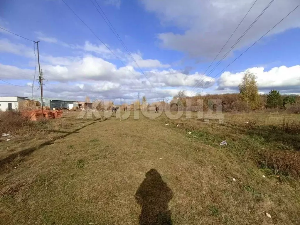 Участок в Новосибирская область, Колывань рп ул. Соловьева (11.67 ... - Фото 1