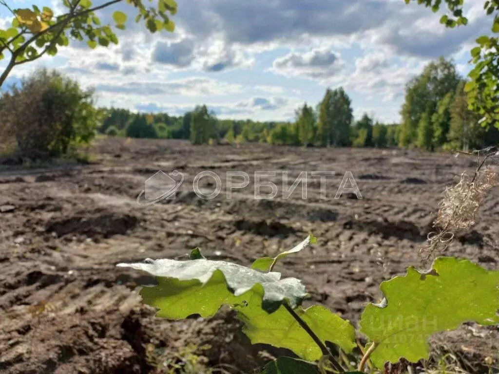 Участок в Тюменская область, Нижнетавдинский район, с. Тюнево ул. ... - Фото 1