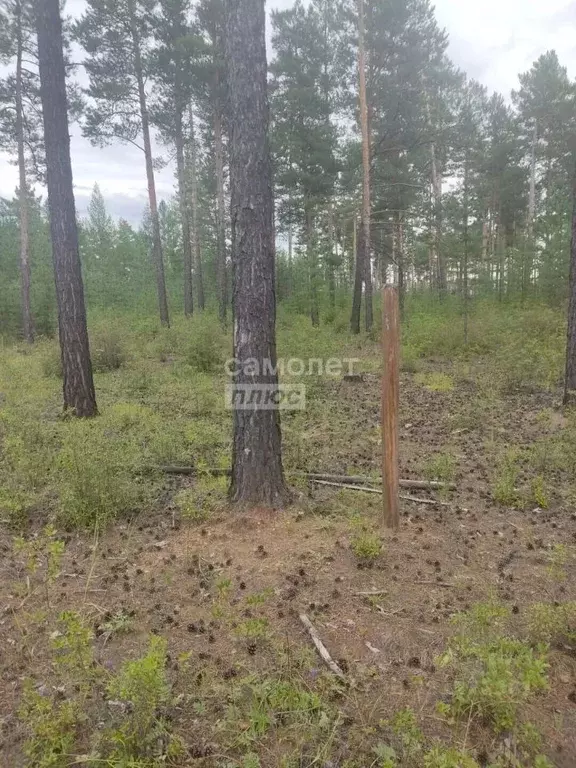 Участок в Забайкальский край, Читинский муниципальный округ, с. ... - Фото 2