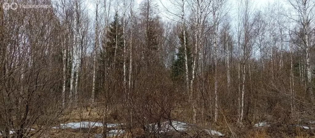 Участок в Выборгский район, Рощинское городское поселение, посёлок при ... - Фото 1
