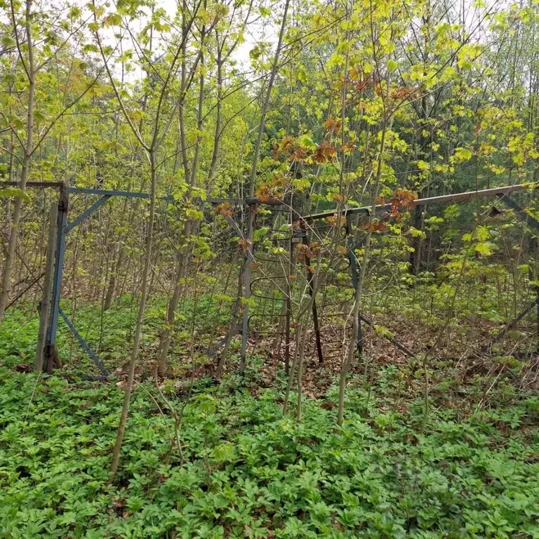 Участок в Московская область, Богородский городской округ, Обухово рп ... - Фото 1