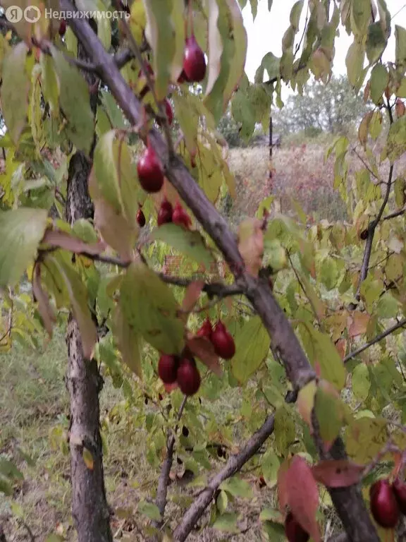 Участок в Азовский район, хутор Новоалександровка (12 м) - Фото 1