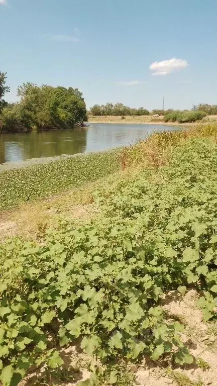 Участок в Адыгея, Тахтамукайский район, Энемское городское поселение, ... - Фото 2