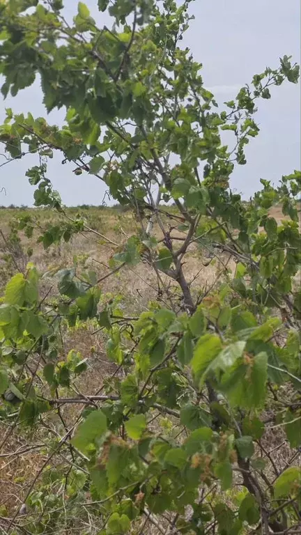 Участок 18 сот. (СНТ, ДНП) - Фото 1