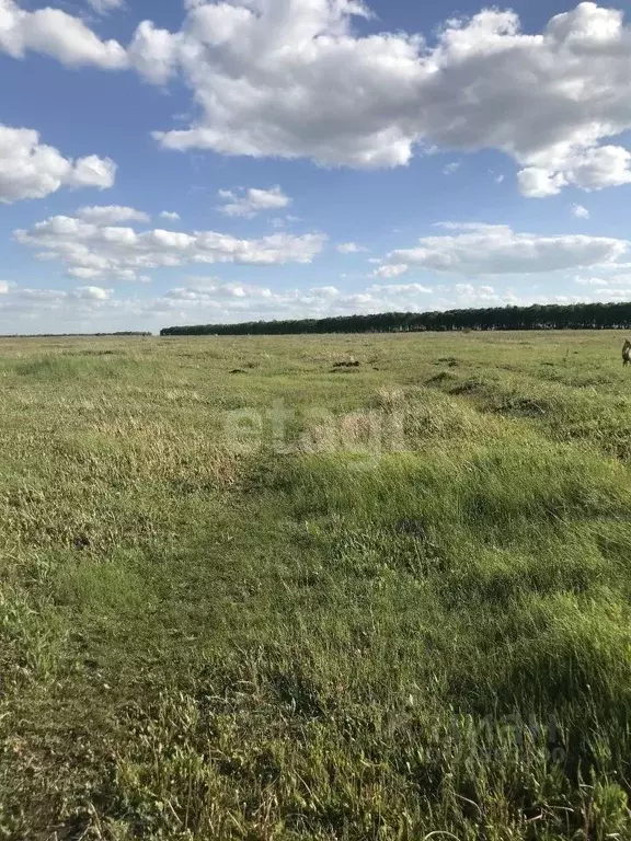 Земля воронеж. Участки ижс воронежская область. Участки ижс воронежская область. Участки ижс воронежская область. Рыкань центр.