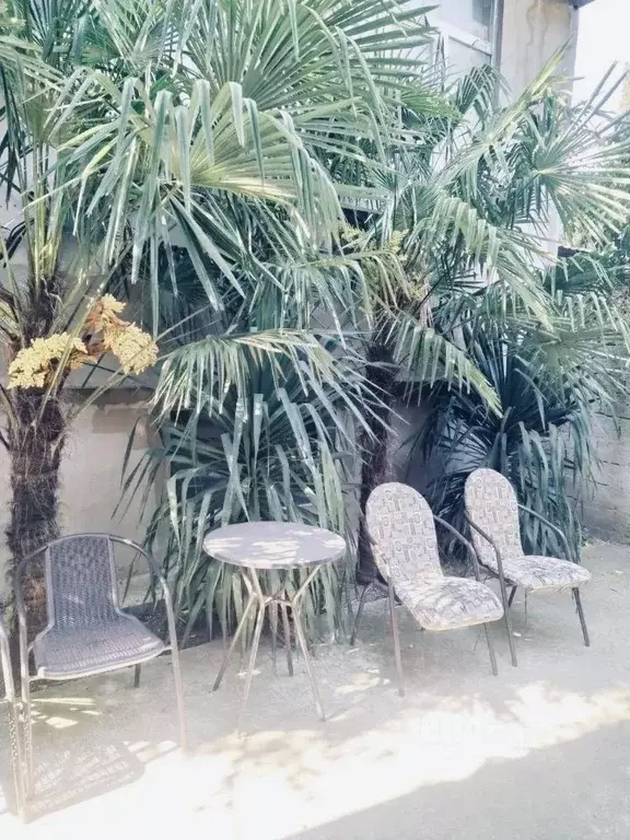 Студия Крым, Ялта ул. Чехова, 25 (17.0 м) - Фото 1