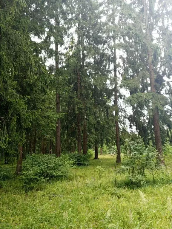 Участок в Калужская область, Калуга Факел СНТ, ул. Ильича (4.0 сот.) - Фото 2