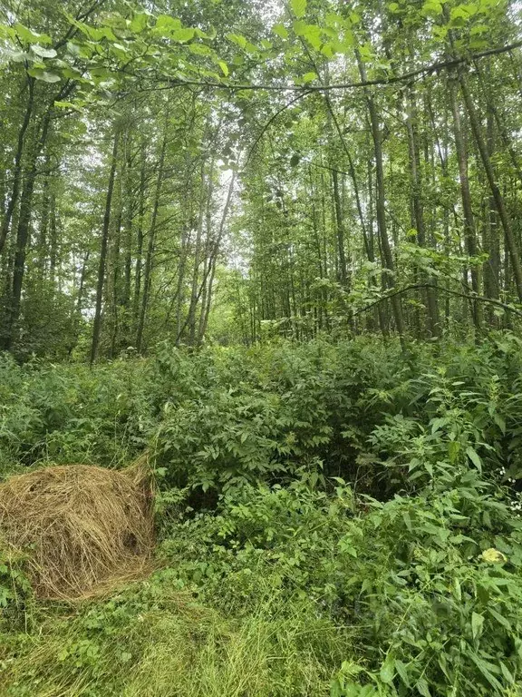 Участок, 10 сот., 0 - Фото 1