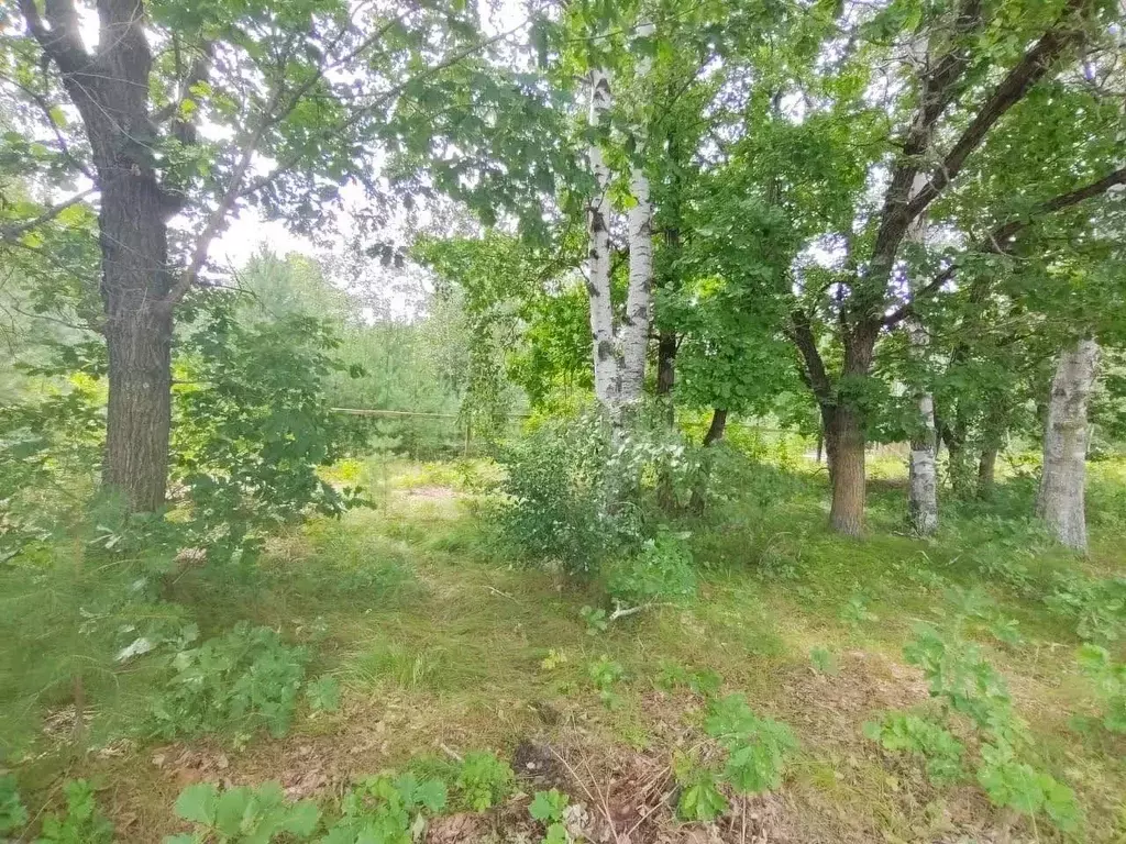 Участок в Амурская область, Свободненский район, с. Малая Сазанка ... - Фото 1