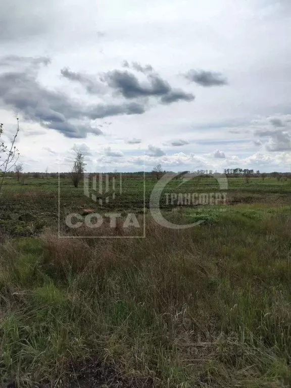 Участок в Воронежская область, Новоусманский район, Усманское 1-е ... - Фото 1
