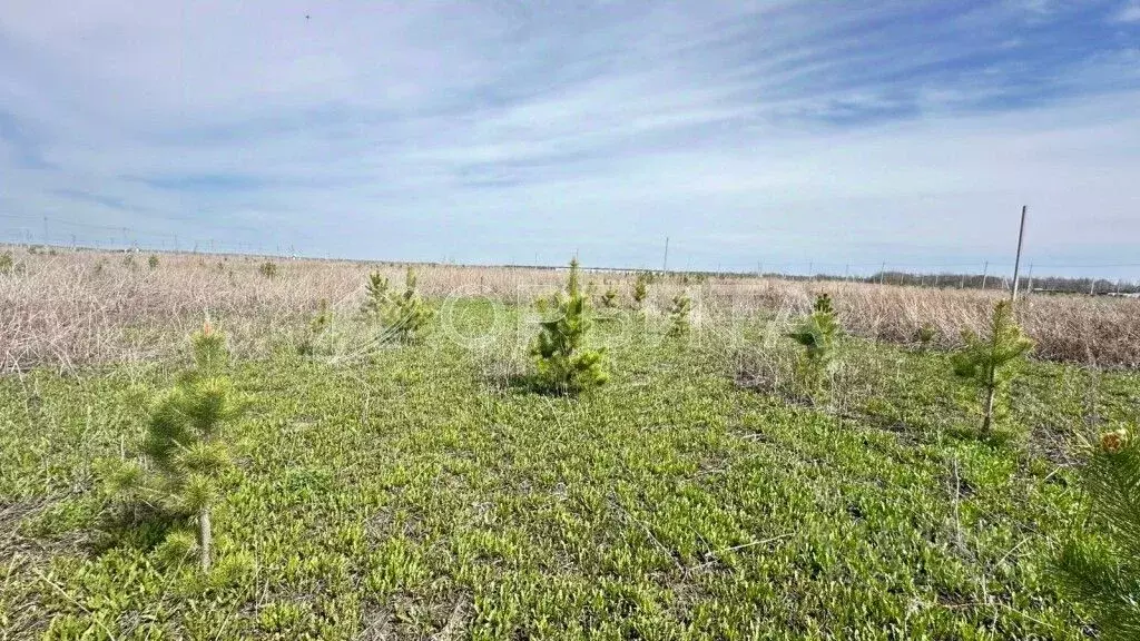 Участок в Тюменская область, Тюменский муниципальный округ, д. Елань  ... - Фото 2
