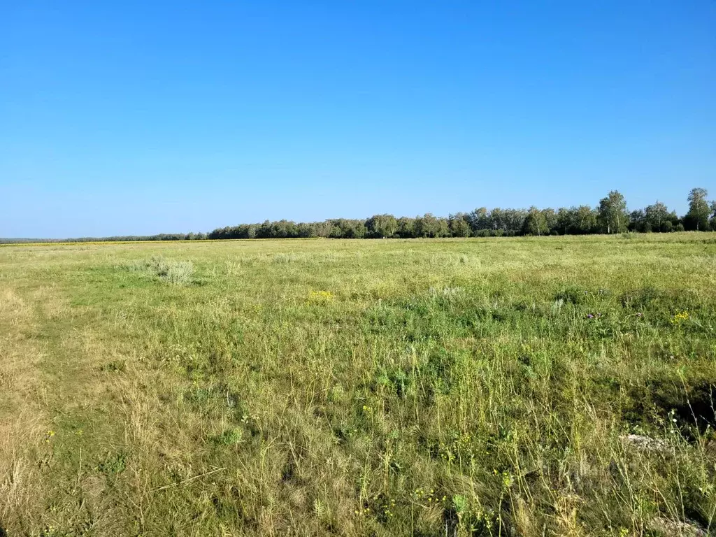 Участок в Саратовская область, Калининск 2-я Южная линия (6.0 сот.) - Фото 1