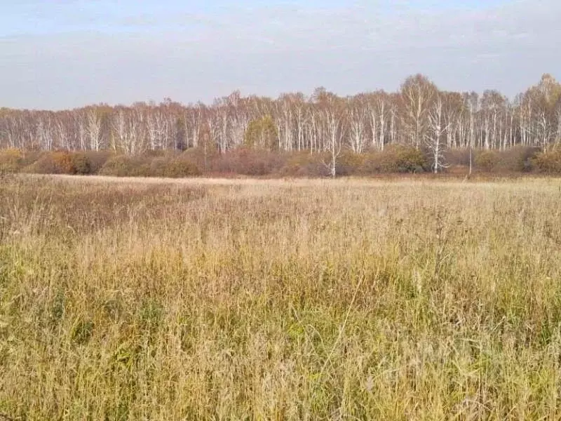 Участок в Новосибирская область, Новосибирский район, Станционный ... - Фото 0