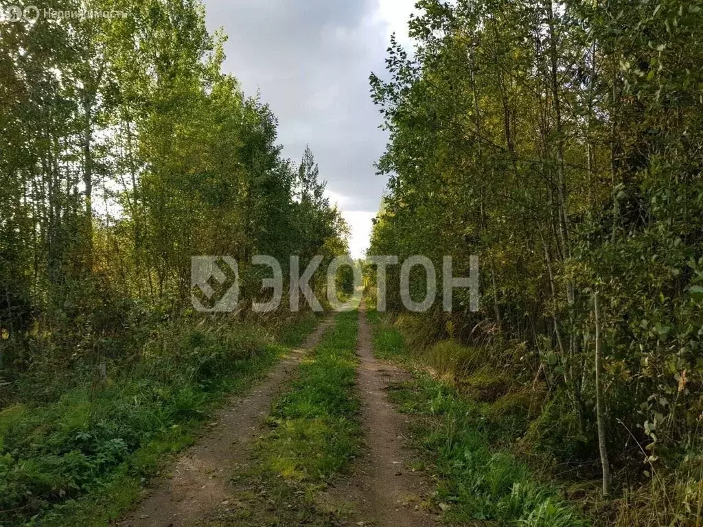 Участок в Кусинское сельское поселение, садоводческое товарищество ... - Фото 1
