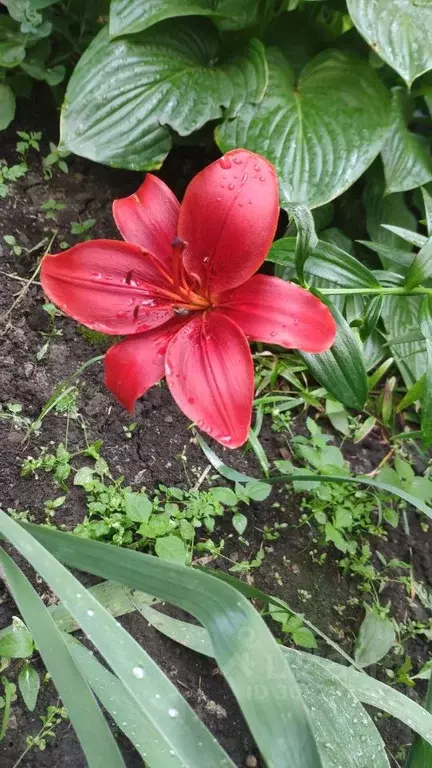 Участок в Ростовская область, Аксайский район, Рассветовское с/пос, ... - Фото 1