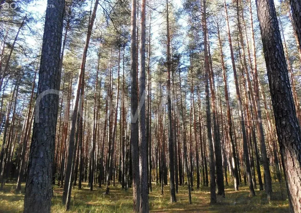 Участок в Всеволожский район, Бугровское городское поселение, деревня ... - Фото 1