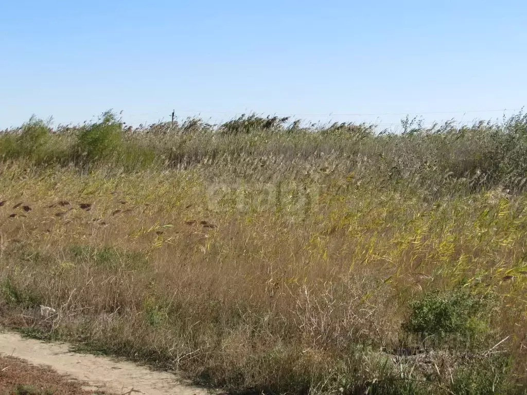 Участок в Волгоградская область, Быковский район, Новоникольское ... - Фото 2