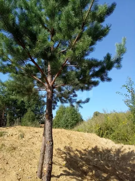 Участок в Калужская область, Мосальский муниципальный округ, д. ... - Фото 2