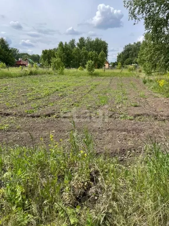 Участок в Новосибирская область, Ордынское рп, Рябинка СНТ ул. Ягодная ... - Фото 1
