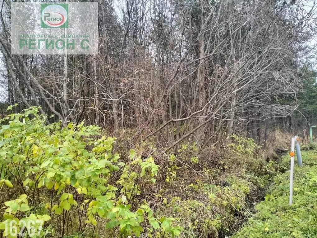 Участок в Архангельская область, Приморский муниципальный округ, Борок ... - Фото 2