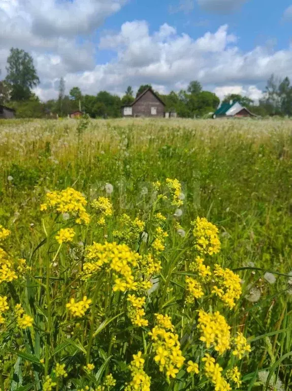 Участок в Ленинградская область, Волосовский район, д. Бегуницы  (10.0 ... - Фото 1