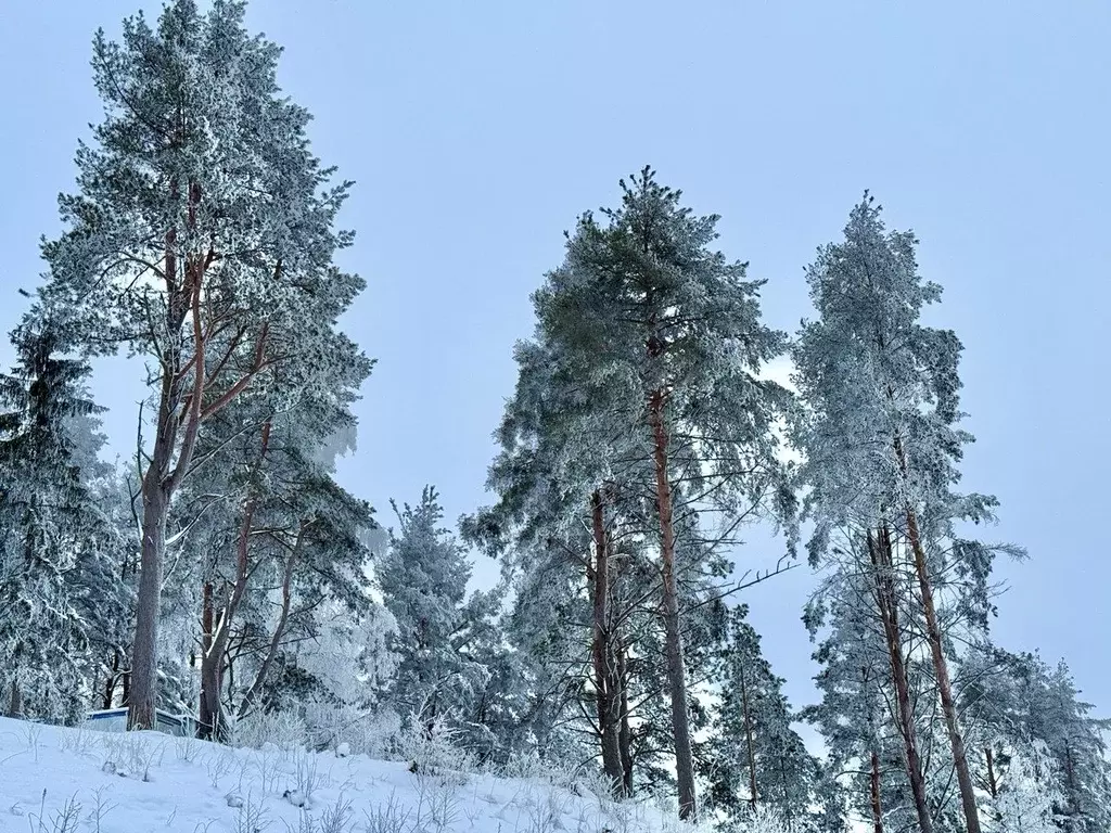 Участок в Ленинградская область, Всеволожский район, Бугровское ... - Фото 1