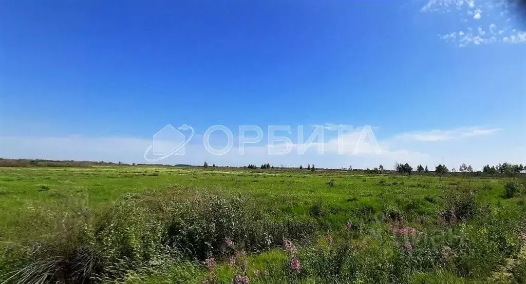 Участок в Тюменская область, Тюменский район, с. Борки  (55.17 сот.) - Фото 1