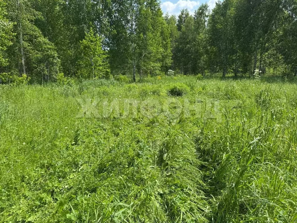 Участок в Новосибирская область, Новосибирский район, Станционный ... - Фото 1