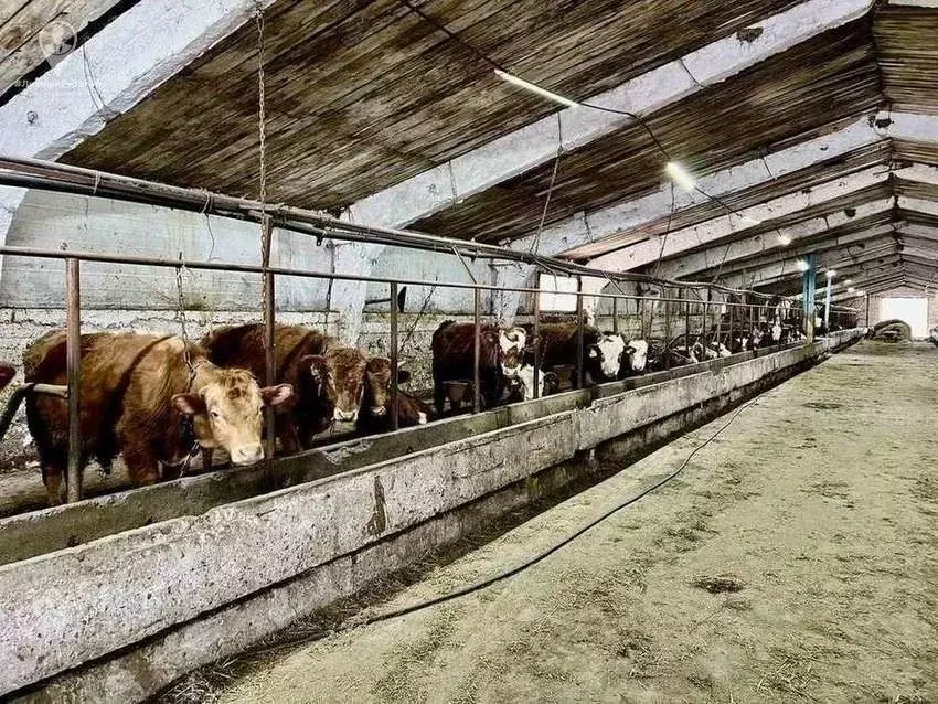 Торговая площадь в Рязанская область, Спасский муниципальный округ, д. ... - Фото 1