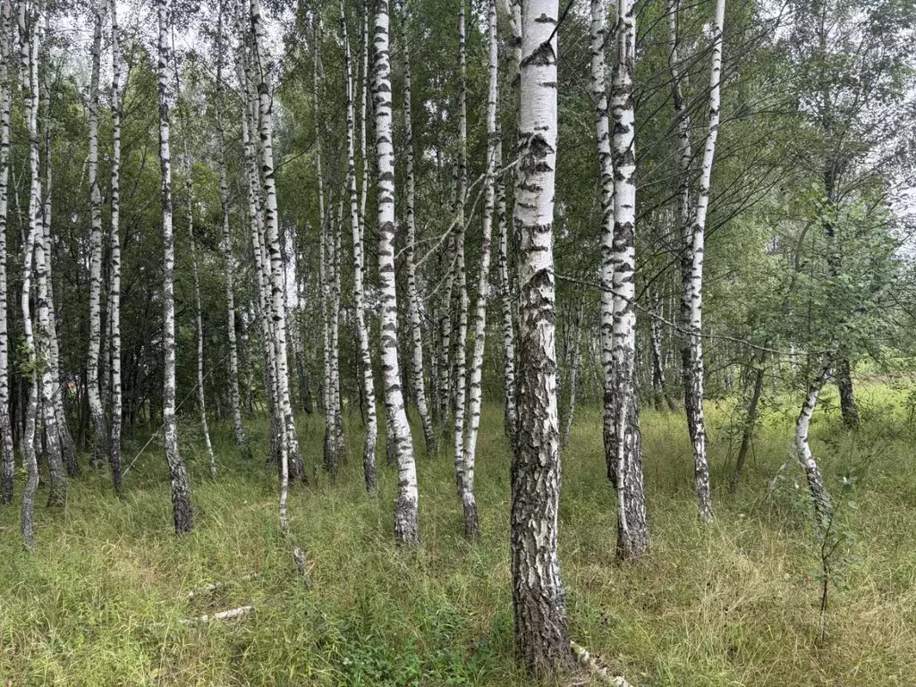 Участок в Московская область, Кашира Ожерелье мкр, ул. Советская ... - Фото 1