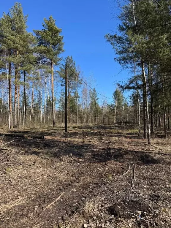 Участок в Московская область, Богородский городской округ, Купавна СНТ ... - Фото 1